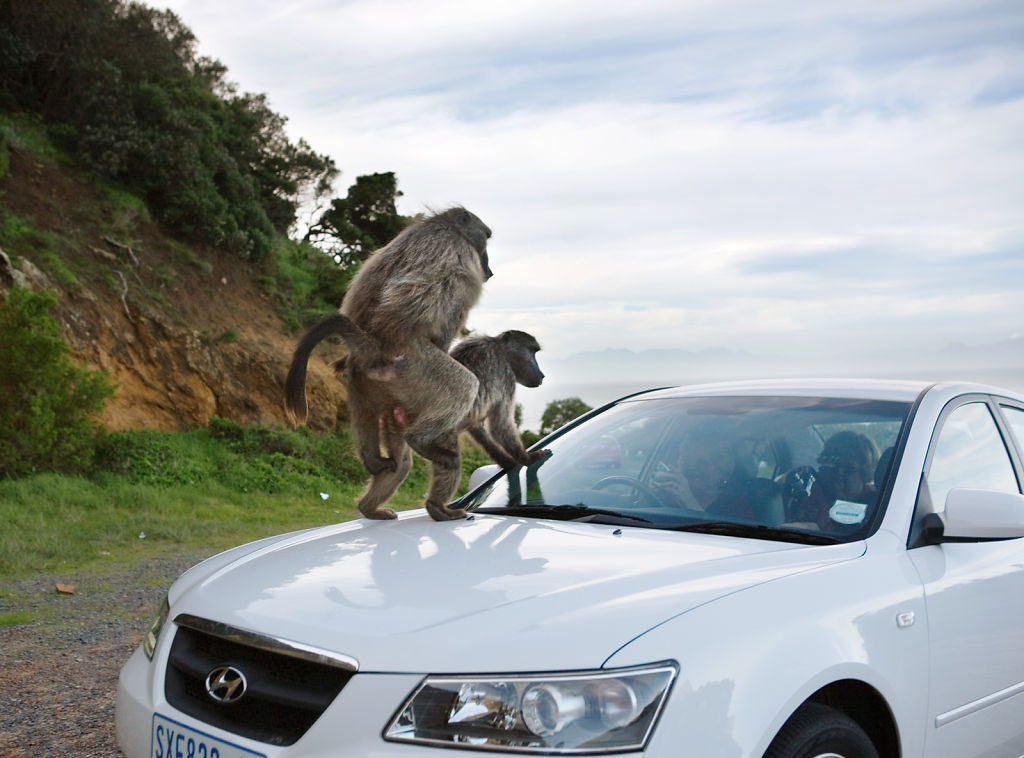 Baboons Mating on Car