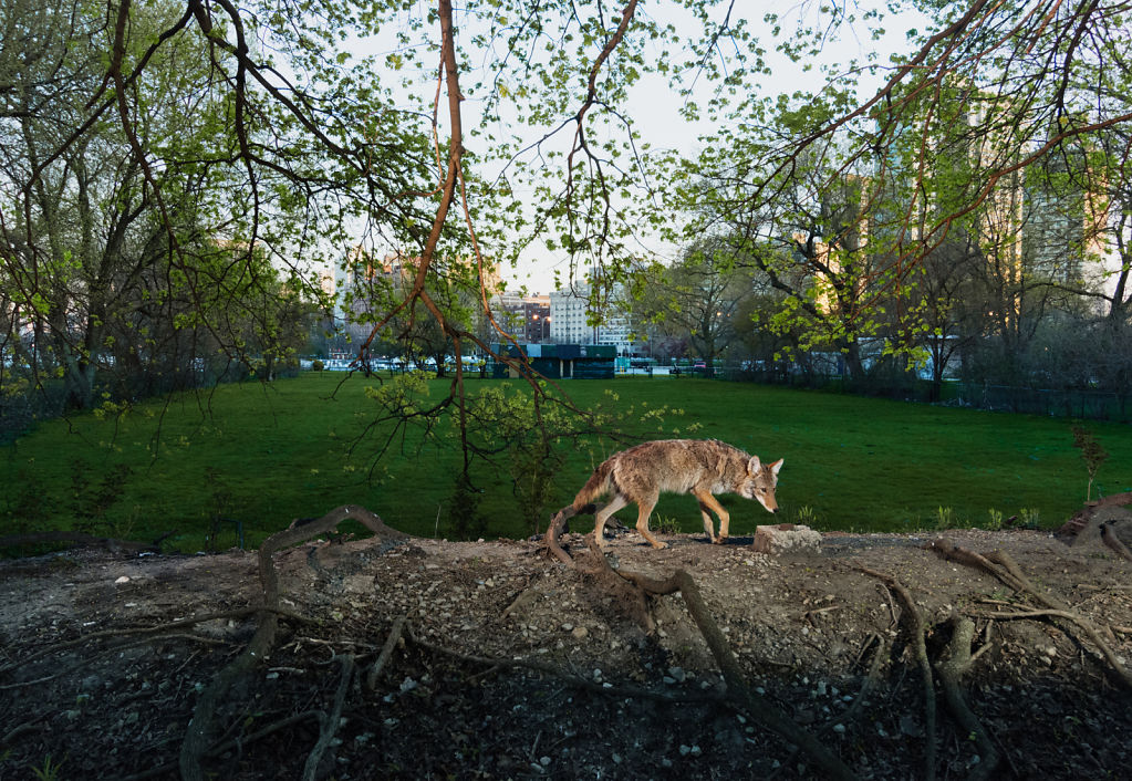 Lincoln Park Coyote