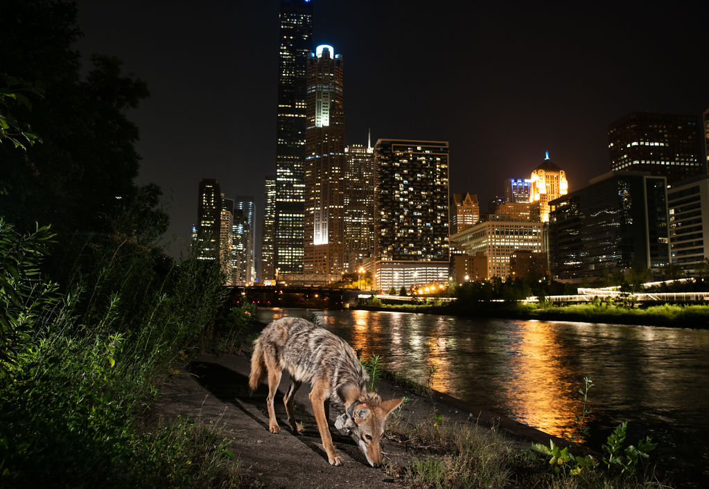 Downtown Coyote