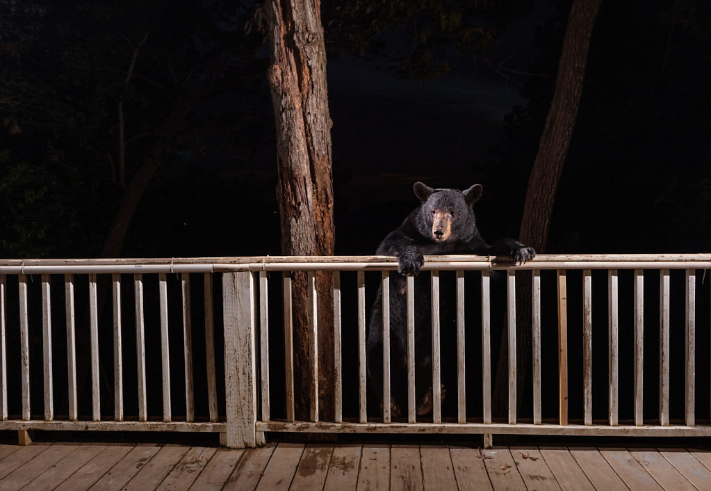 Back Porch Bear