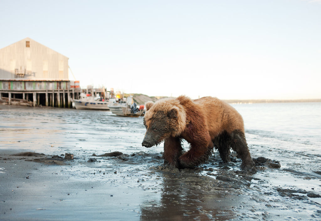 Wounded Bear Near Red Salmon I