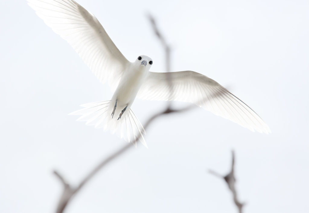 Bird Watching