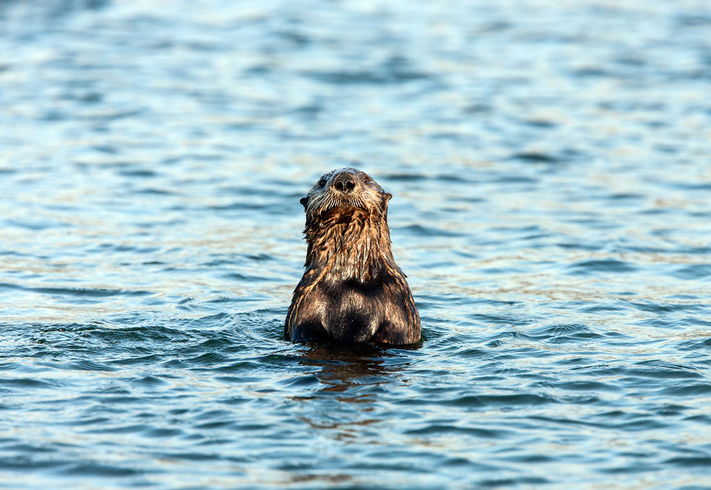 Sea Otter
