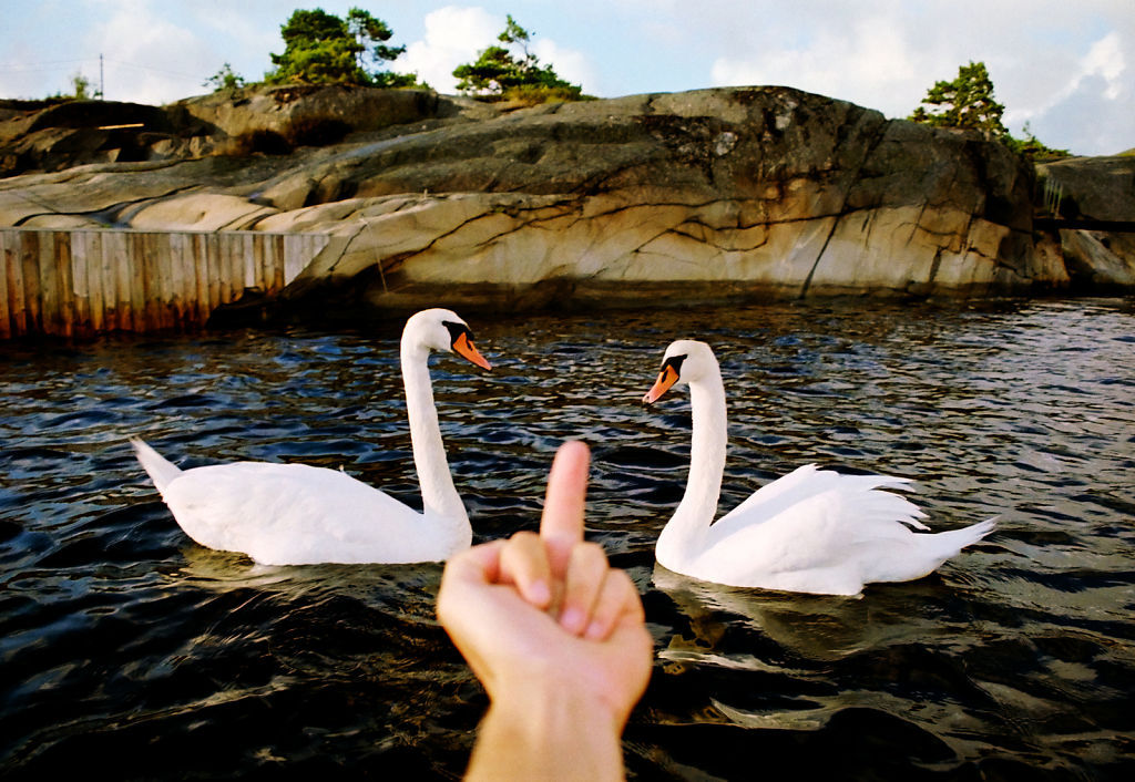 Swans Are Evil