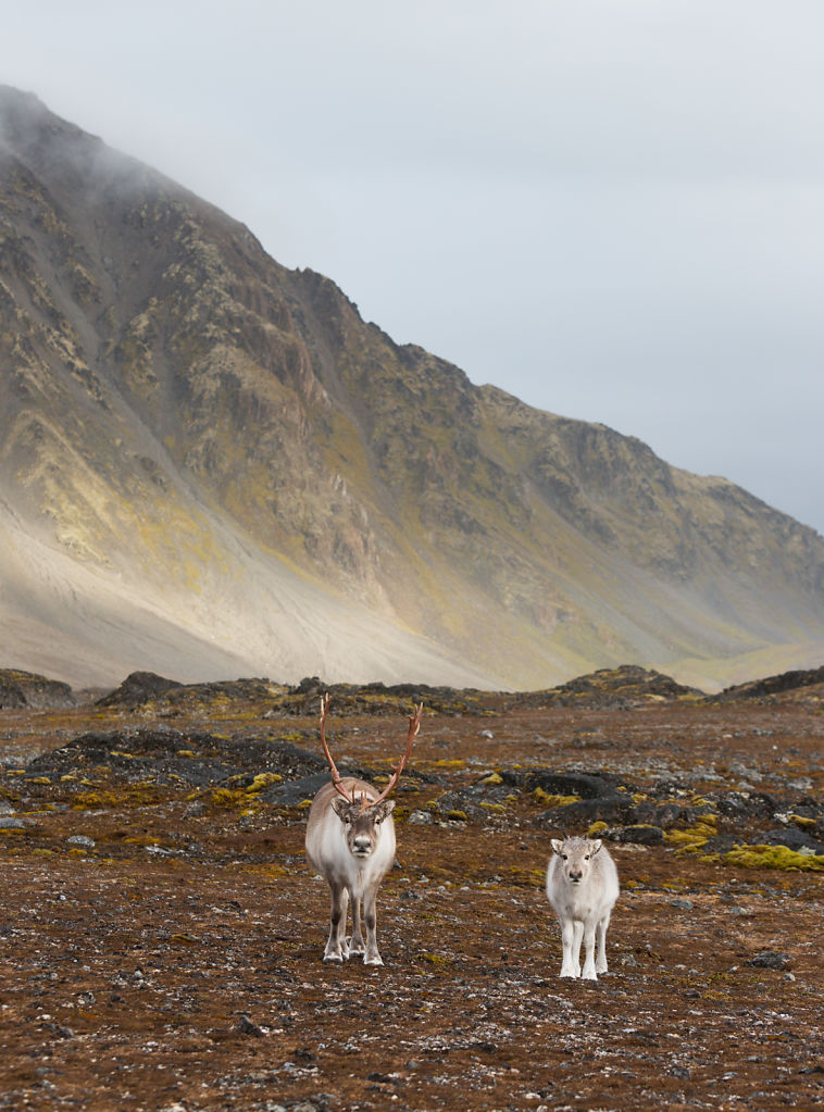 Reindeer Meeting