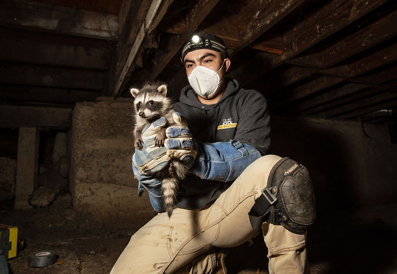 Raccoon Rescue Corey Arnold Photographer