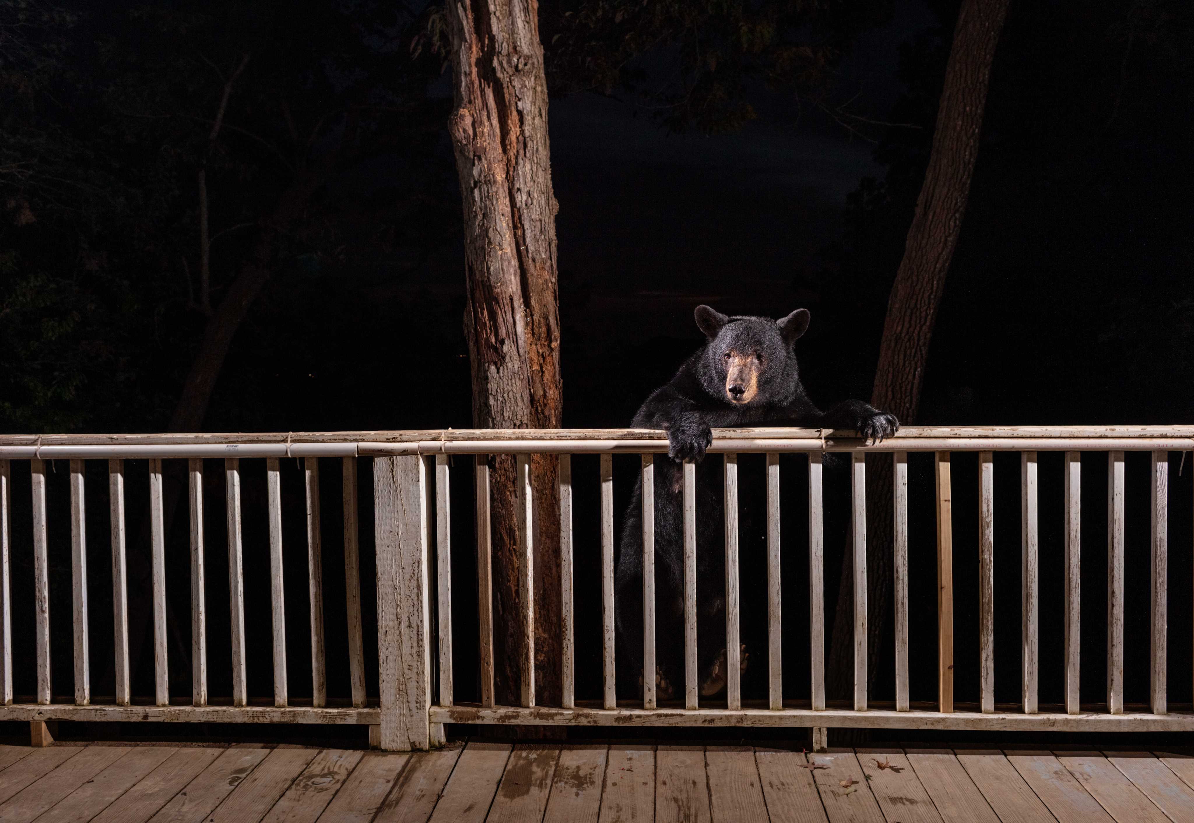 Back Porch Bear - Corey Arnold - Photographer