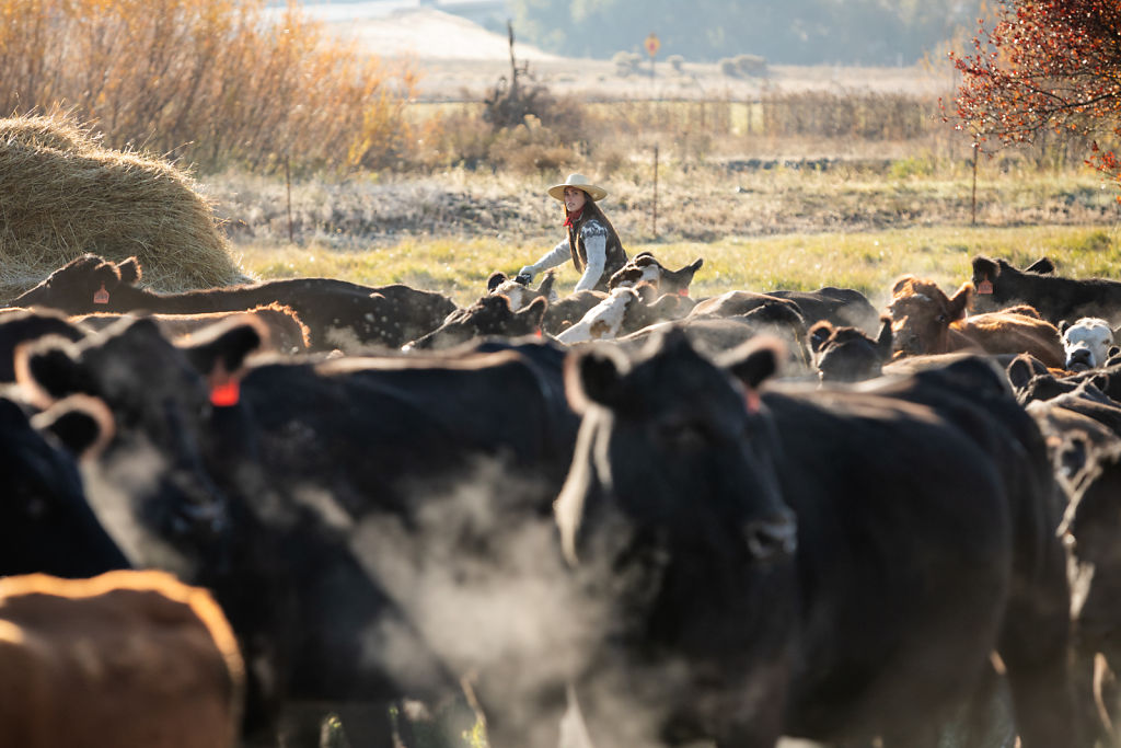 191012-Danner-GoThere-2020-Ellensberg-Cattle-04617-F.jpg