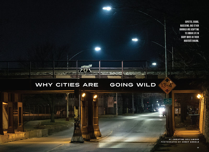 Why Cities are Going Wild National Geographic, July 2022 Corey
