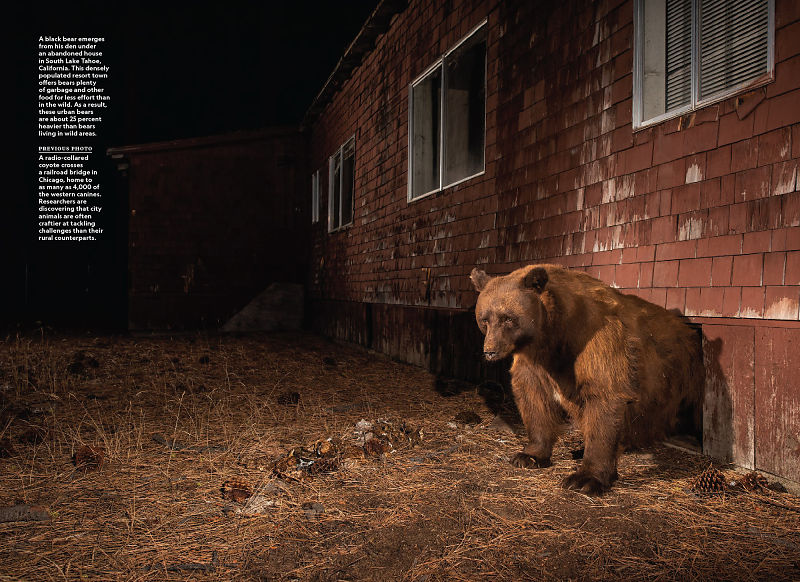 Why Cities are Going Wild National Geographic, July 2022 Corey