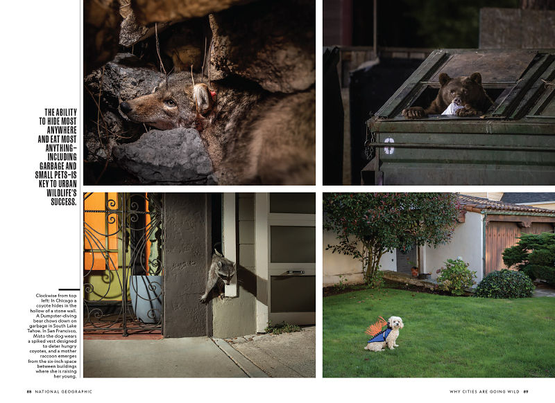 Why Cities are Going Wild National Geographic, July 2022 Corey